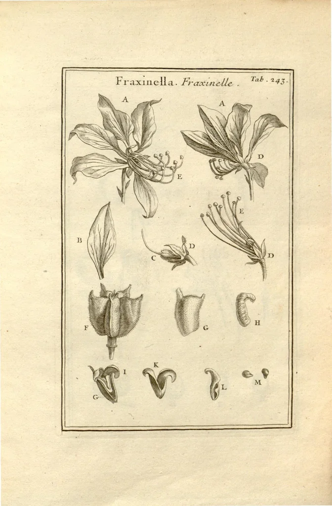 An illustration from Josephi Pitton Tournefort ... Institutiones rei herbaria., 1700, leaf 244