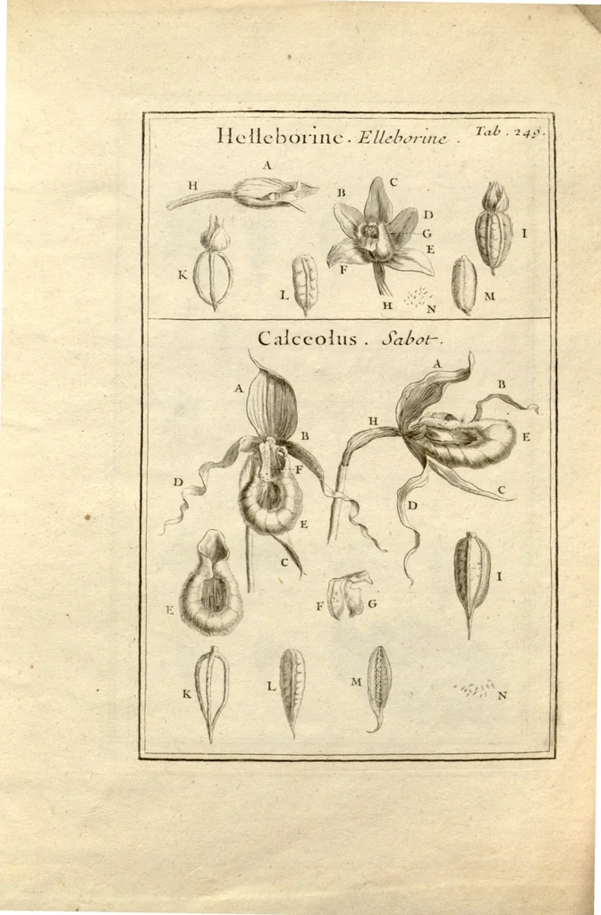 An illustration from Josephi Pitton Tournefort ... Institutiones rei herbaria., 1700, leaf 250