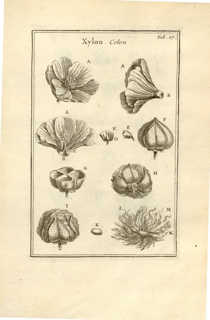An illustration from Josephi Pitton Tournefort ... Institutiones rei herbaria., 1700, leaf 28
