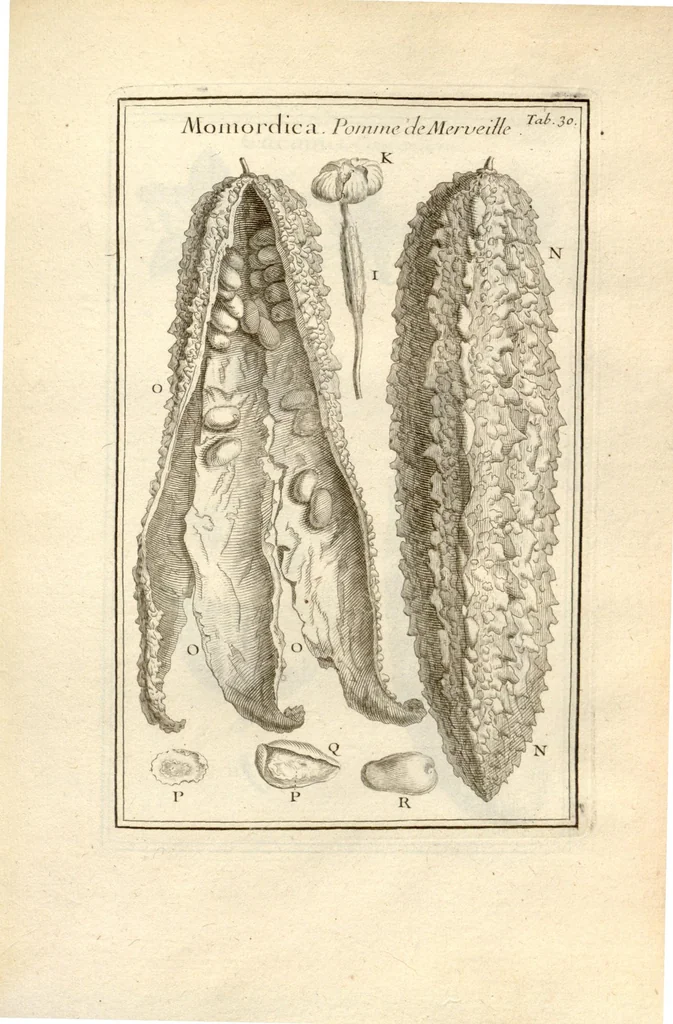 An illustration from Josephi Pitton Tournefort ... Institutiones rei herbaria., 1700, leaf 31