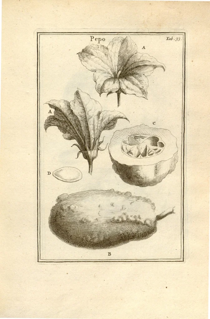 An illustration from Josephi Pitton Tournefort ... Institutiones rei herbaria., 1700, leaf 34