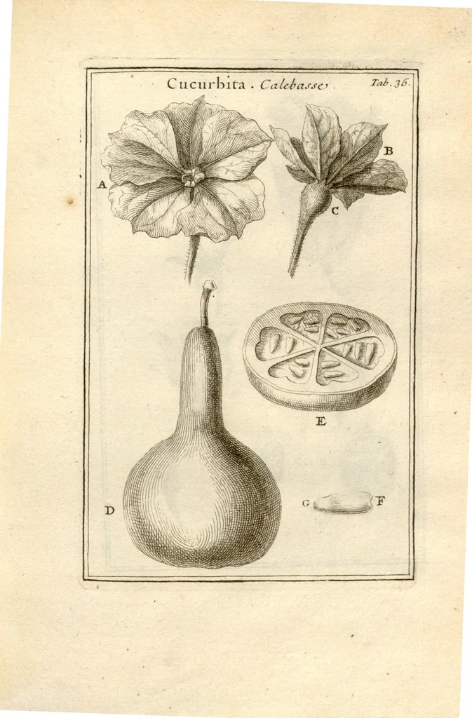 An illustration from Josephi Pitton Tournefort ... Institutiones rei herbaria., 1700, leaf 37