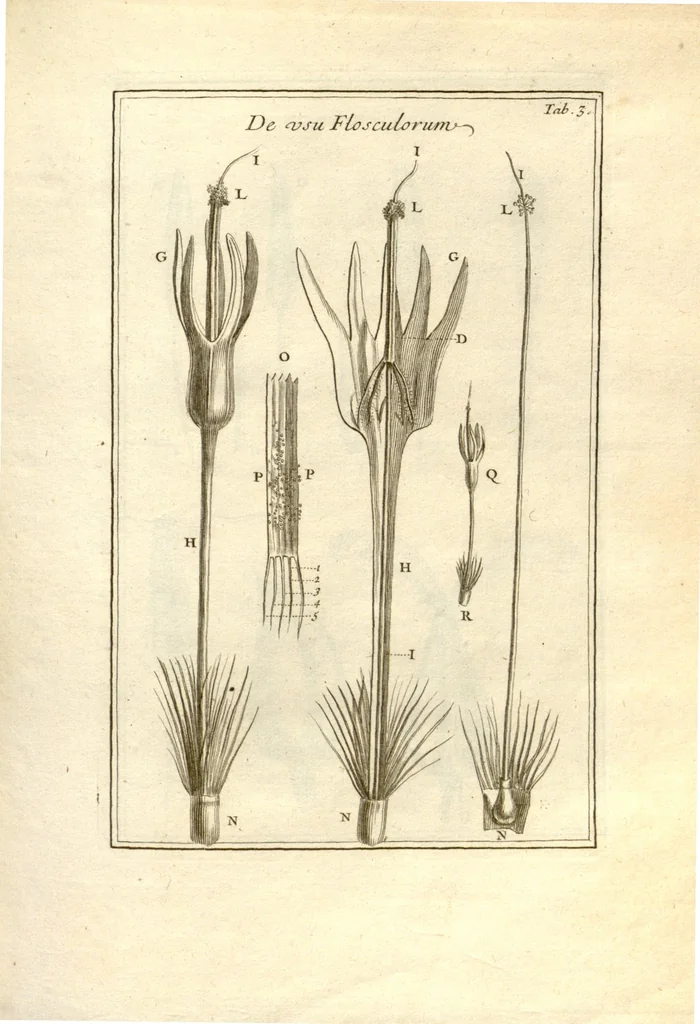 An illustration from Josephi Pitton Tournefort ... Institutiones rei herbaria., 1700, leaf 4