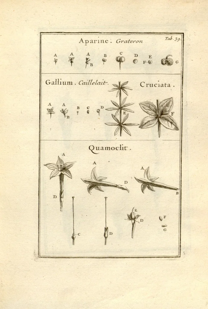 An illustration from Josephi Pitton Tournefort ... Institutiones rei herbaria., 1700, leaf 40