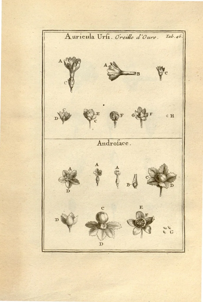 An illustration from Josephi Pitton Tournefort ... Institutiones rei herbaria., 1700, leaf 47