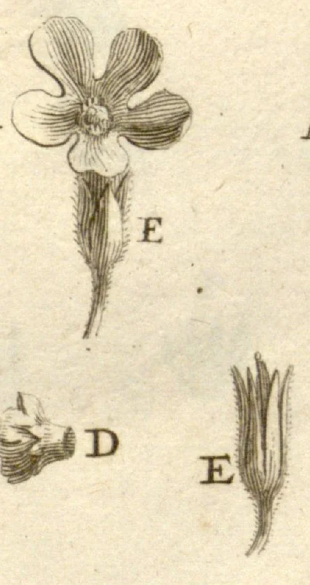 An illustration from Josephi Pitton Tournefort ... Institutiones rei herbaria., 1700, leaf 54