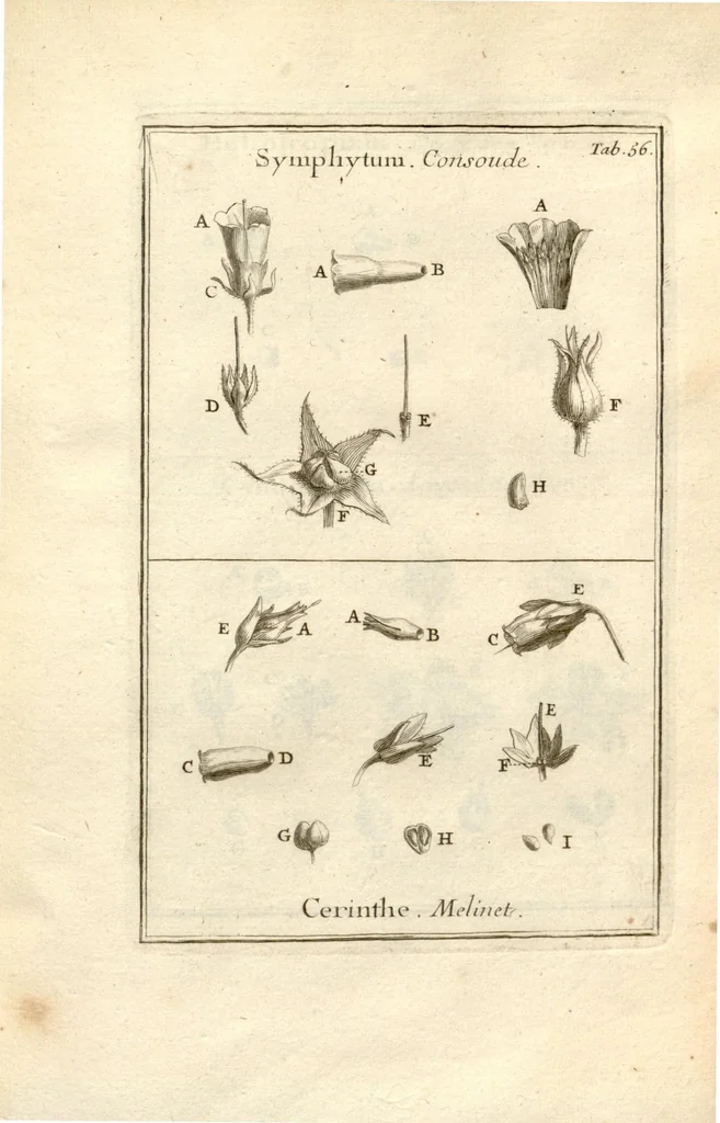 An illustration from Josephi Pitton Tournefort ... Institutiones rei herbaria., 1700, leaf 57