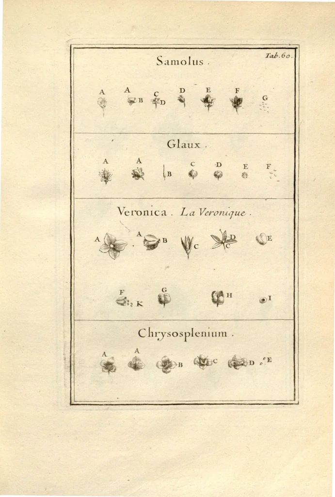 An illustration from Josephi Pitton Tournefort ... Institutiones rei herbaria., 1700, leaf 61
