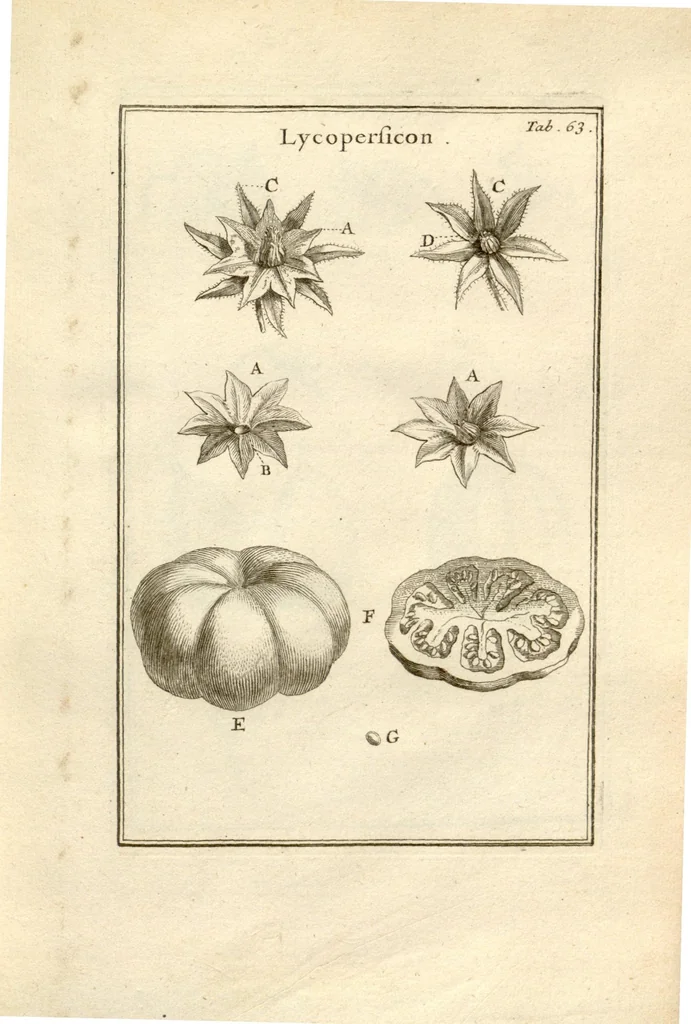 An illustration from Josephi Pitton Tournefort ... Institutiones rei herbaria., 1700, leaf 64