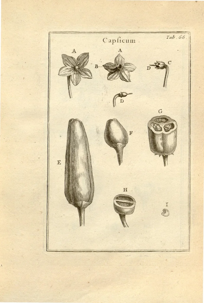 An illustration from Josephi Pitton Tournefort ... Institutiones rei herbaria., 1700, leaf 67