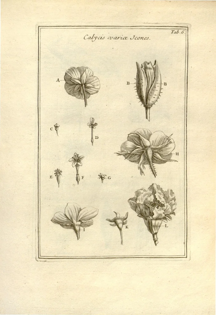 An illustration from Josephi Pitton Tournefort ... Institutiones rei herbaria., 1700, leaf 7