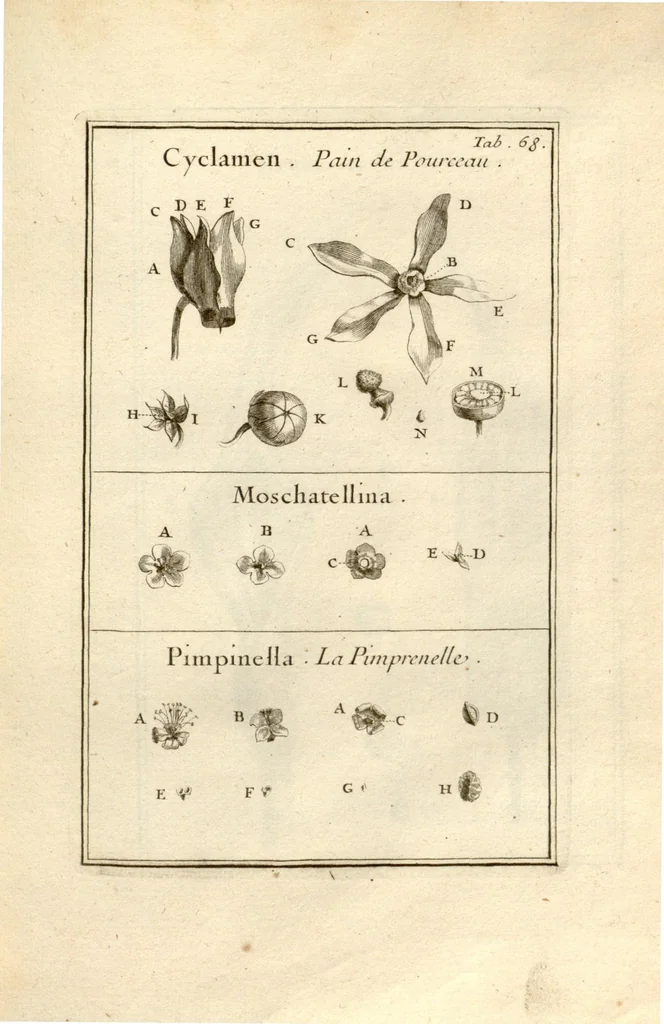 An illustration from Josephi Pitton Tournefort ... Institutiones rei herbaria., 1700, leaf 70