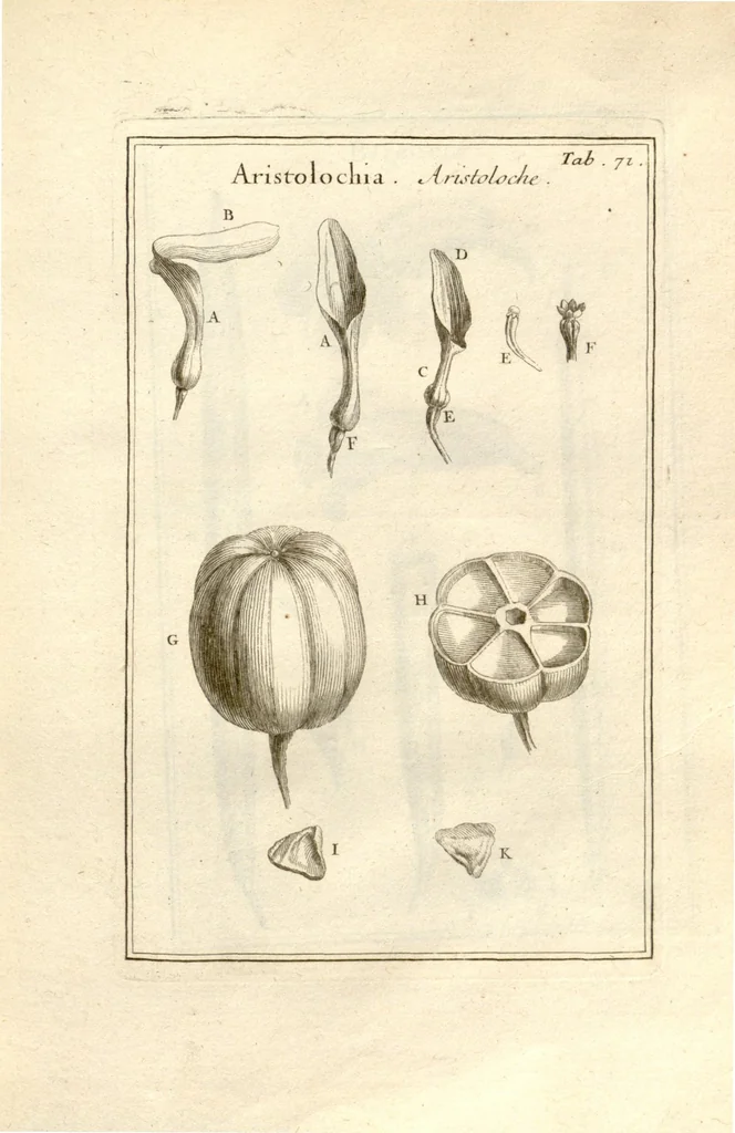 An illustration from Josephi Pitton Tournefort ... Institutiones rei herbaria., 1700, leaf 73