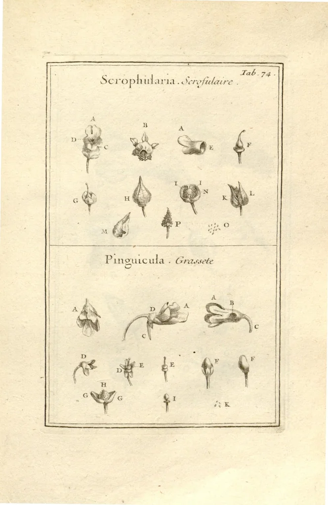 An illustration from Josephi Pitton Tournefort ... Institutiones rei herbaria., 1700, leaf 76
