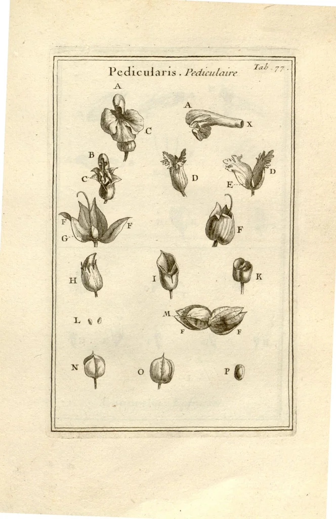 An illustration from Josephi Pitton Tournefort ... Institutiones rei herbaria., 1700, leaf 79