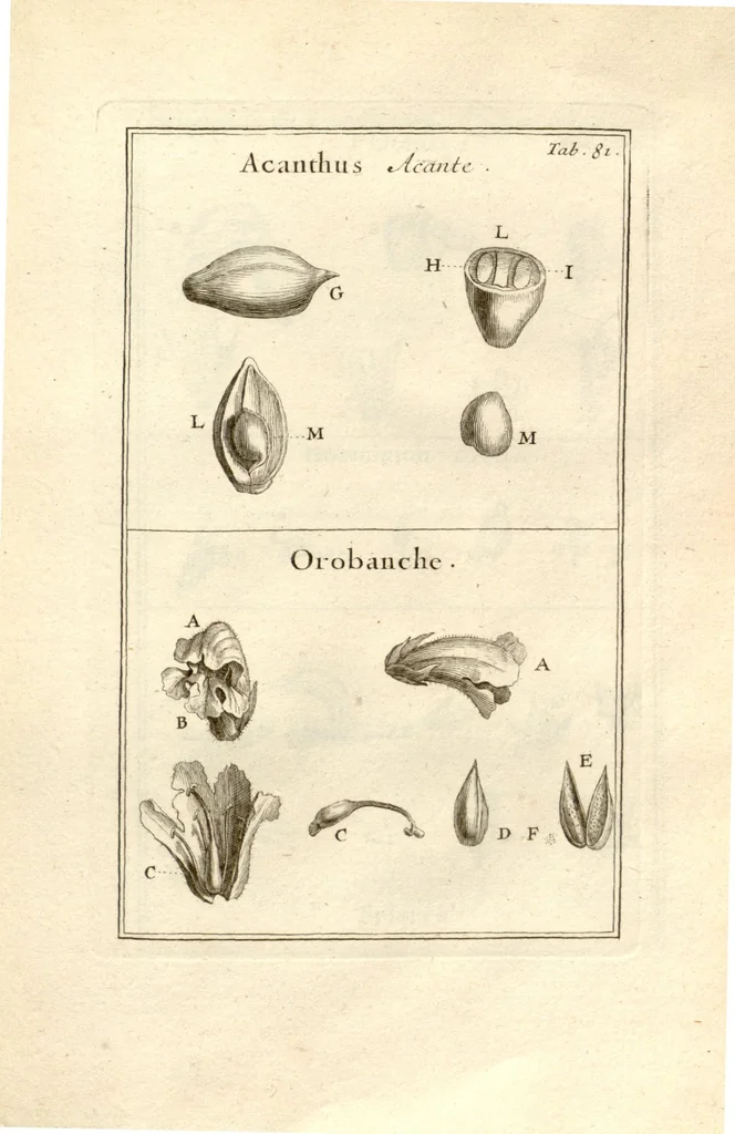 An illustration from Josephi Pitton Tournefort ... Institutiones rei herbaria., 1700, leaf 82