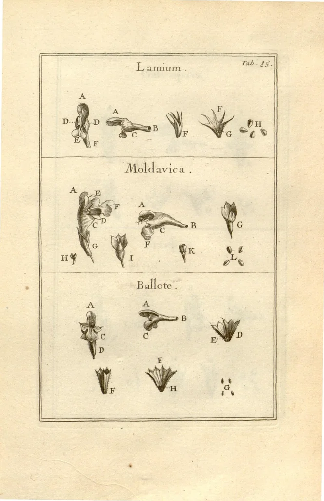An illustration from Josephi Pitton Tournefort ... Institutiones rei herbaria., 1700, leaf 86