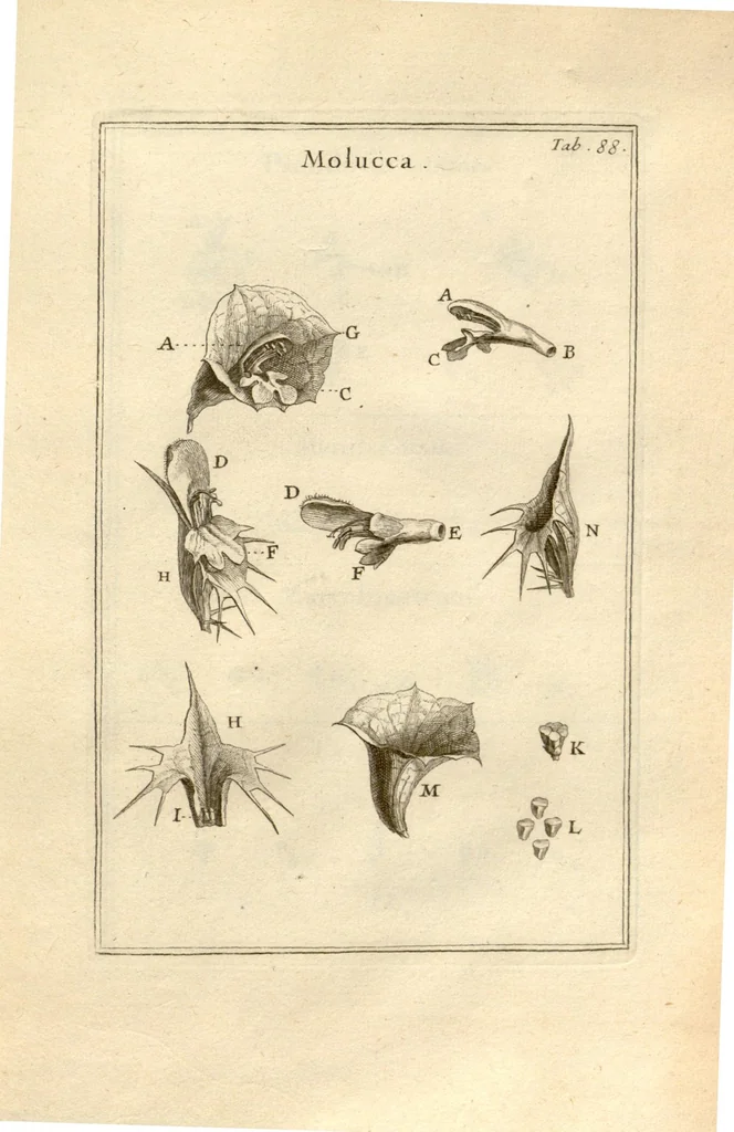 An illustration from Josephi Pitton Tournefort ... Institutiones rei herbaria., 1700, leaf 89