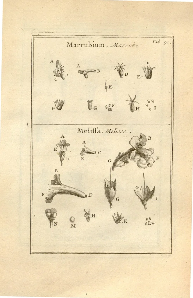 An illustration from Josephi Pitton Tournefort ... Institutiones rei herbaria., 1700, leaf 92