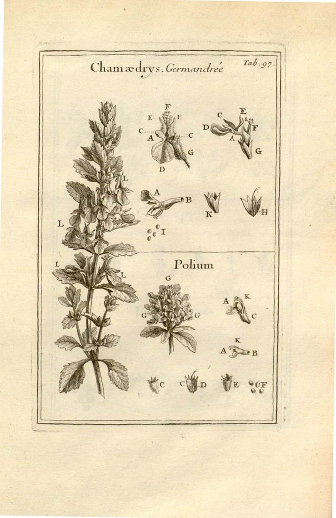 An illustration from Josephi Pitton Tournefort ... Institutiones rei herbaria., 1700, leaf 98