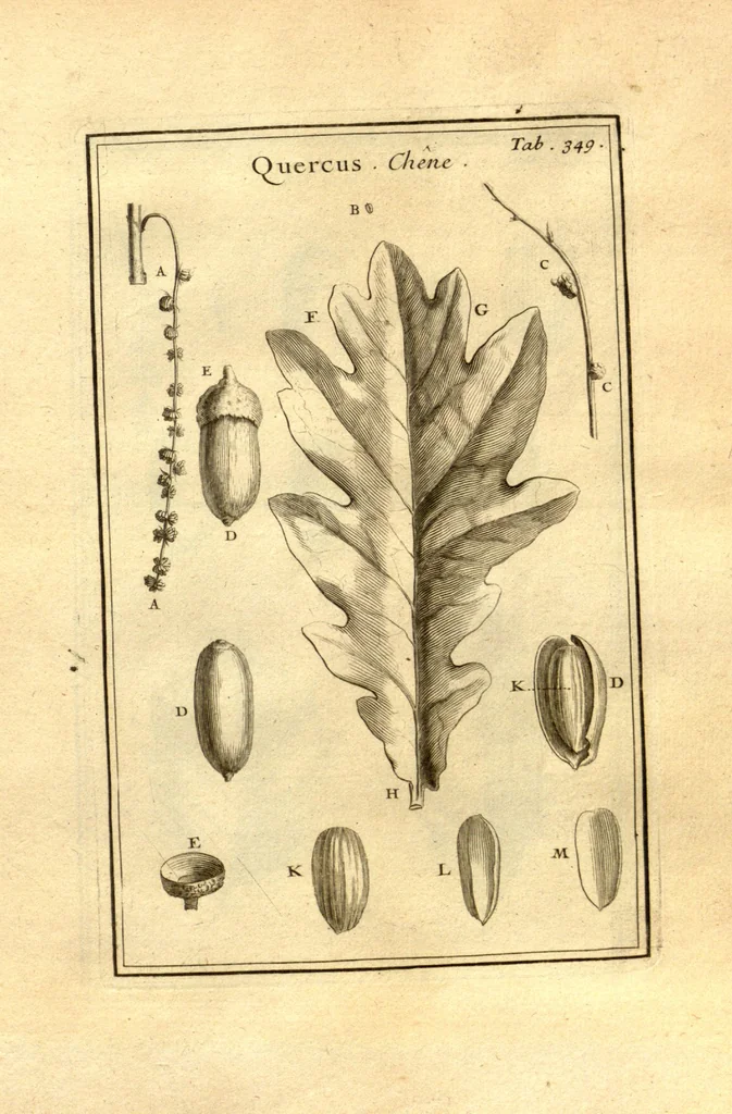 An illustration from Josephi Pitton Tournefort ... Institutiones rei herbaria., 1700, leaf 100