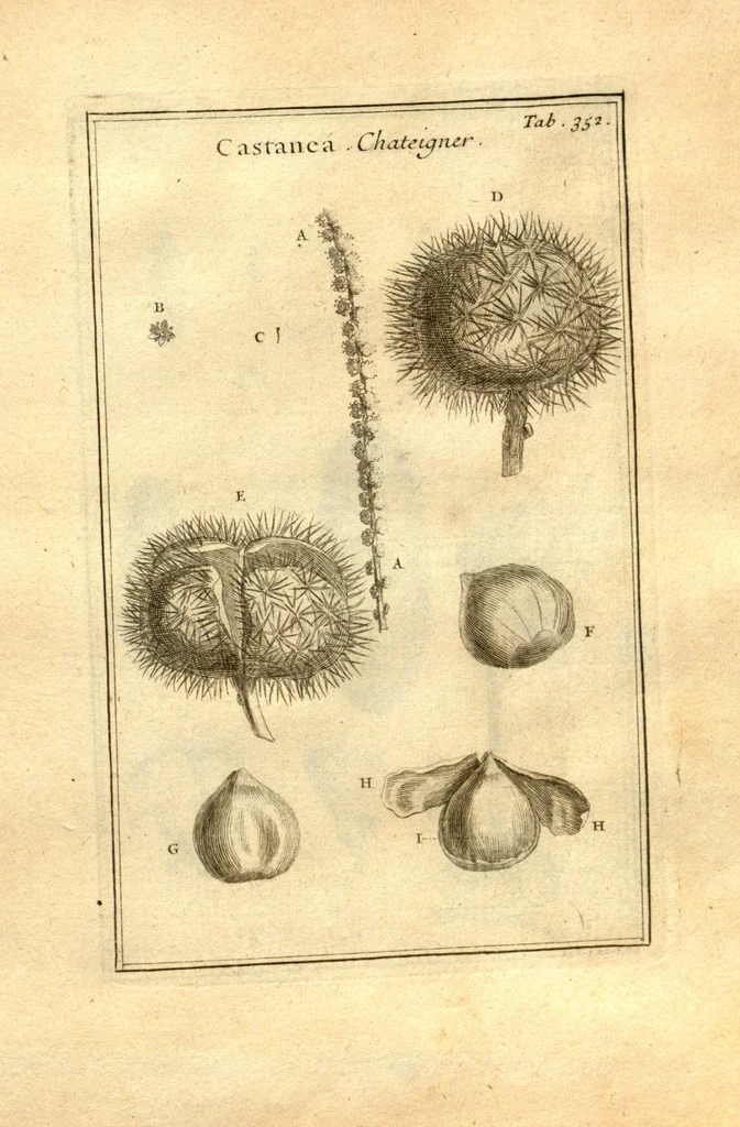 An illustration from Josephi Pitton Tournefort ... Institutiones rei herbaria., 1700, leaf 103