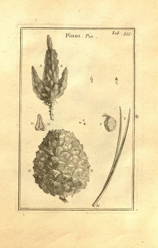 An illustration from Josephi Pitton Tournefort ... Institutiones rei herbaria., 1700, leaf 106