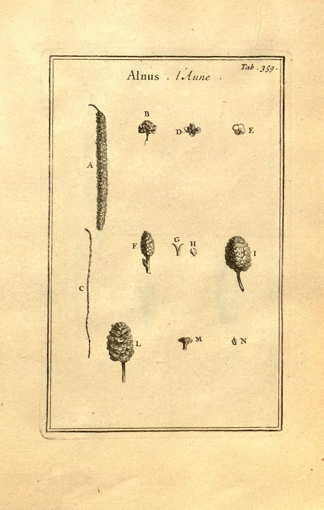 An illustration from Josephi Pitton Tournefort ... Institutiones rei herbaria., 1700, leaf 110