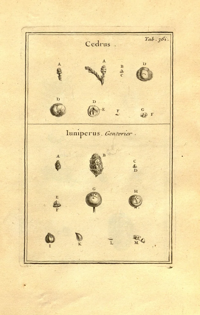 An illustration from Josephi Pitton Tournefort ... Institutiones rei herbaria., 1700, leaf 112