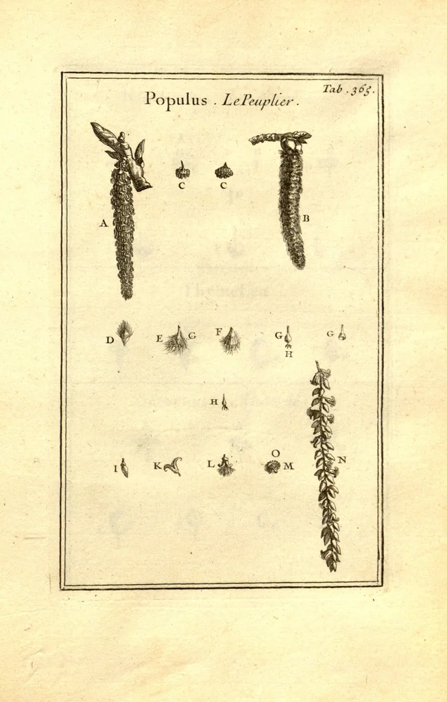 An illustration from Josephi Pitton Tournefort ... Institutiones rei herbaria., 1700, leaf 116