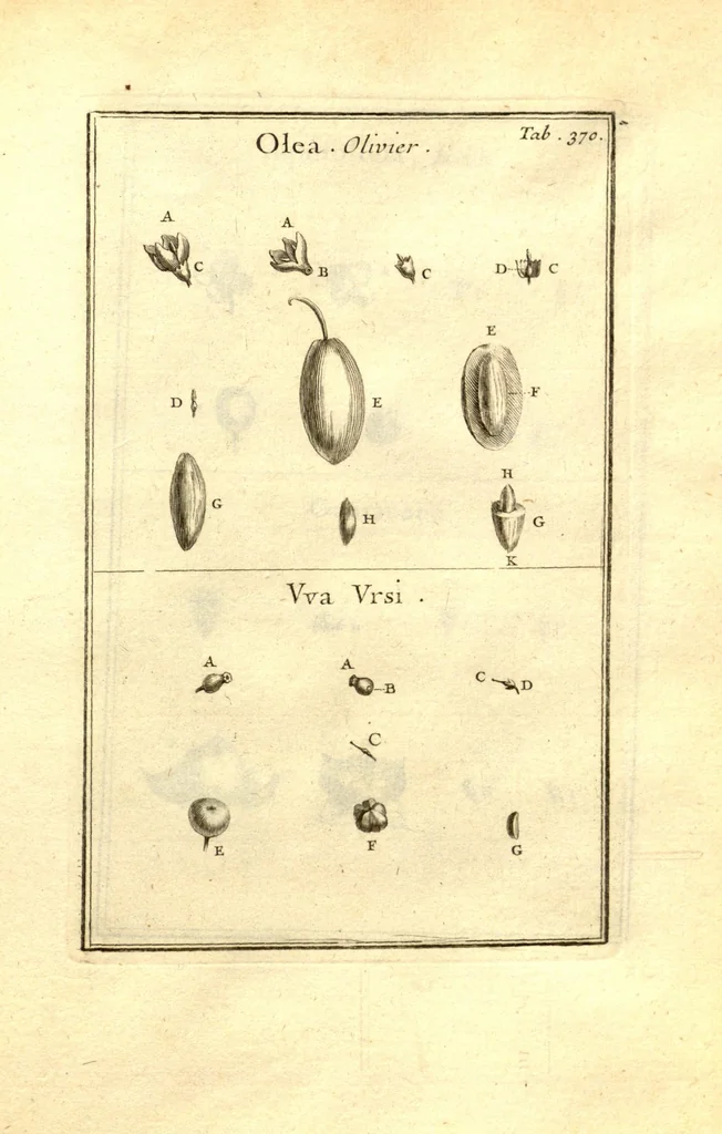 An illustration from Josephi Pitton Tournefort ... Institutiones rei herbaria., 1700, leaf 121
