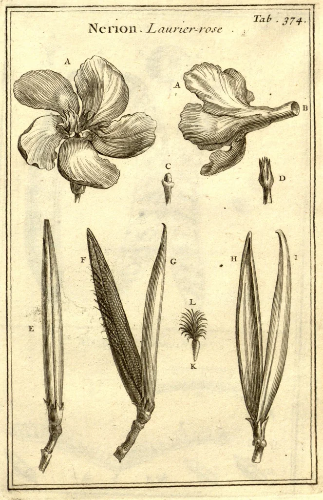 An illustration from Josephi Pitton Tournefort ... Institutiones rei herbaria., 1700, leaf 125
