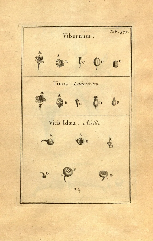 An illustration from Josephi Pitton Tournefort ... Institutiones rei herbaria., 1700, leaf 128
