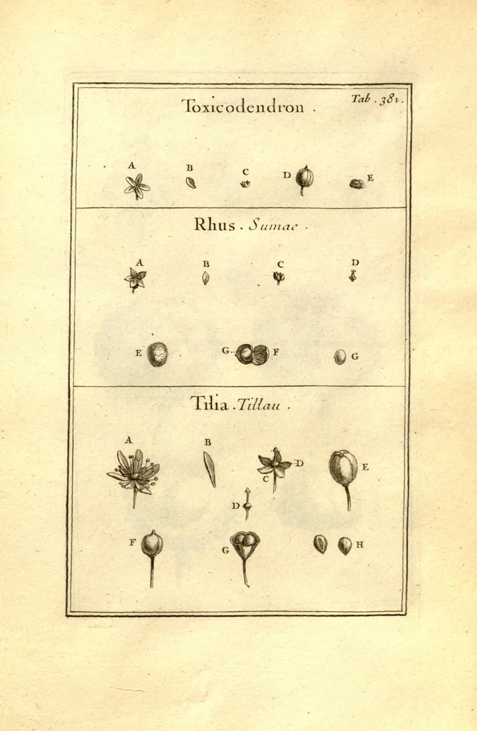 An illustration from Josephi Pitton Tournefort ... Institutiones rei herbaria., 1700, leaf 132