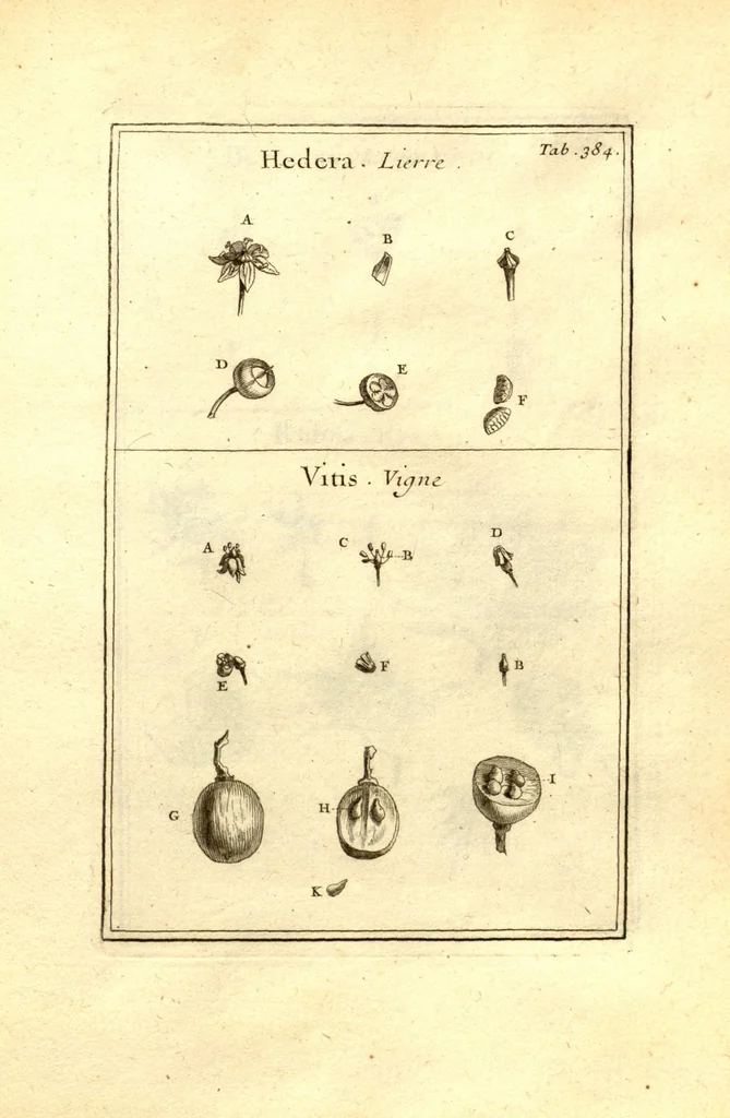 An illustration from Josephi Pitton Tournefort ... Institutiones rei herbaria., 1700, leaf 135