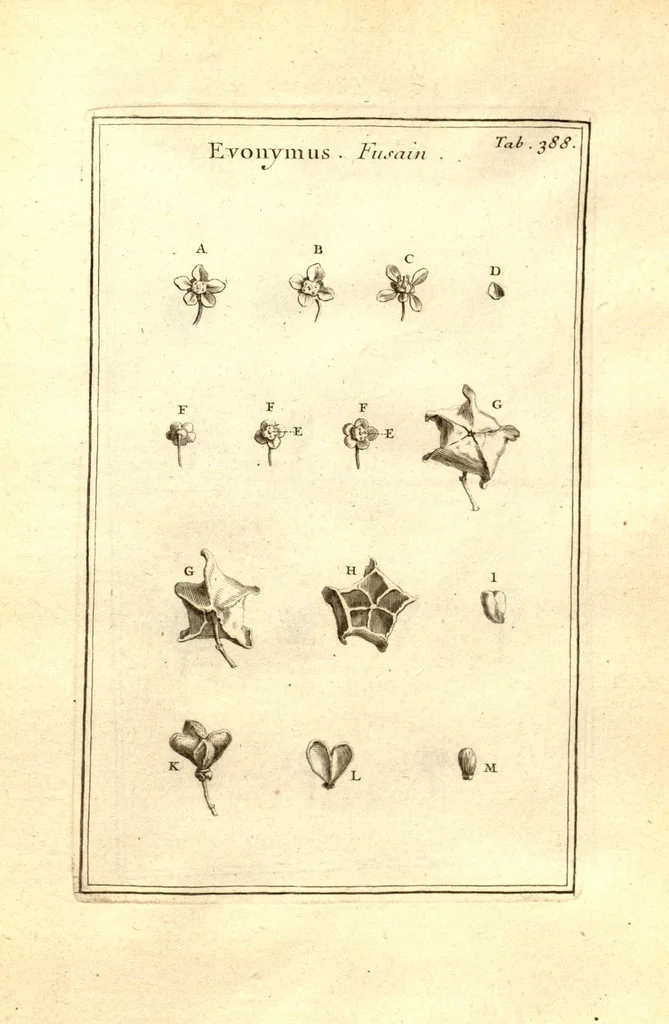 An illustration from Josephi Pitton Tournefort ... Institutiones rei herbaria., 1700, leaf 139