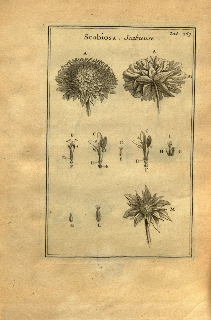 An illustration from Josephi Pitton Tournefort ... Institutiones rei herbaria., 1700, leaf 14
