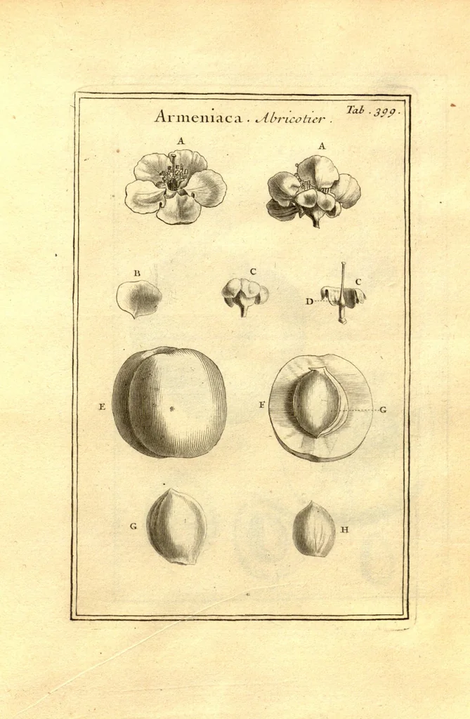 An illustration from Josephi Pitton Tournefort ... Institutiones rei herbaria., 1700, leaf 150