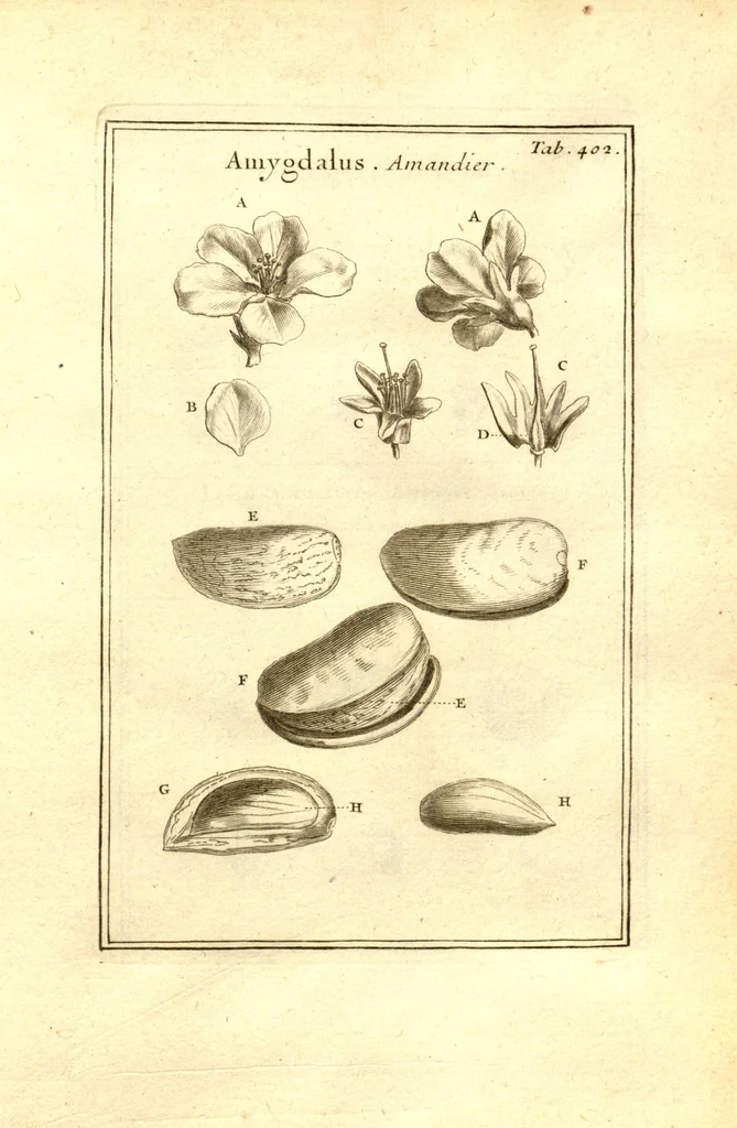 An illustration from Josephi Pitton Tournefort ... Institutiones rei herbaria., 1700, leaf 153