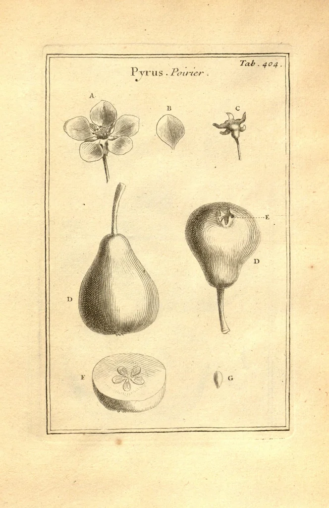 An illustration from Josephi Pitton Tournefort ... Institutiones rei herbaria., 1700, leaf 155
