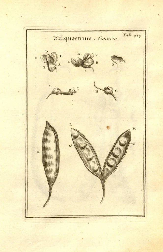 An illustration from Josephi Pitton Tournefort ... Institutiones rei herbaria., 1700, leaf 165