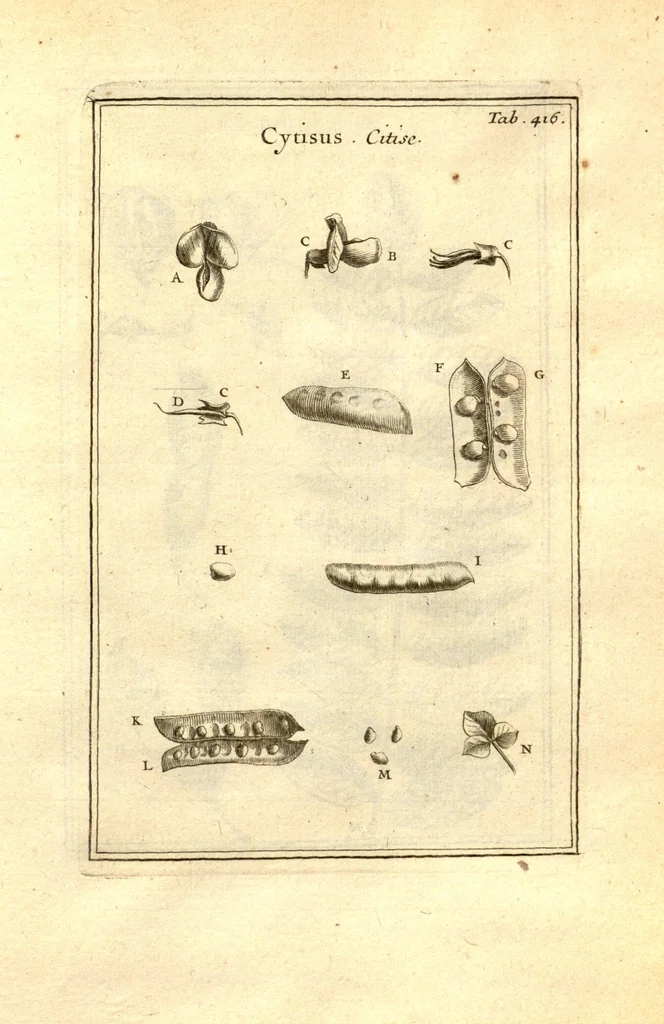An illustration from Josephi Pitton Tournefort ... Institutiones rei herbaria., 1700, leaf 167
