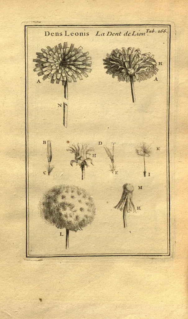 An illustration from Josephi Pitton Tournefort ... Institutiones rei herbaria., 1700, leaf 17