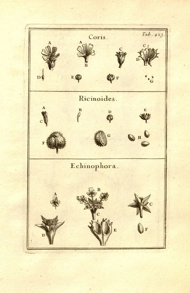 An illustration from Josephi Pitton Tournefort ... Institutiones rei herbaria., 1700, leaf 174