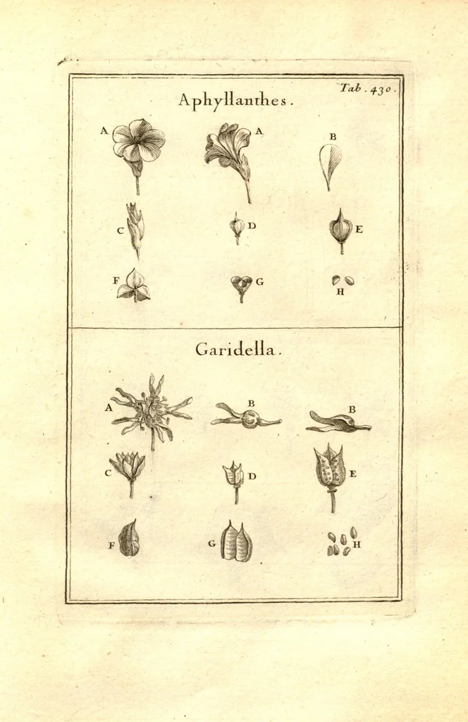 An illustration from Josephi Pitton Tournefort ... Institutiones rei herbaria., 1700, leaf 181