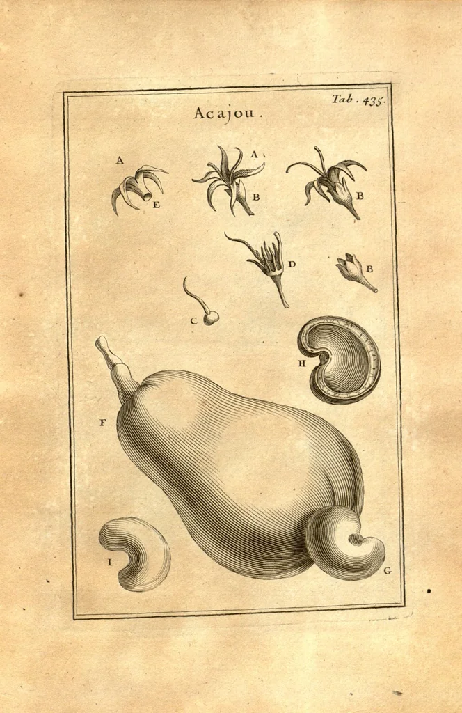 An illustration from Josephi Pitton Tournefort ... Institutiones rei herbaria., 1700, leaf 186