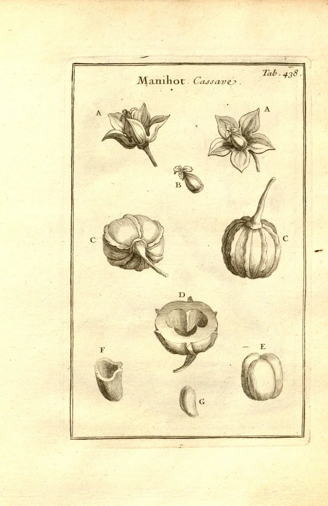 An illustration from Josephi Pitton Tournefort ... Institutiones rei herbaria., 1700, leaf 189