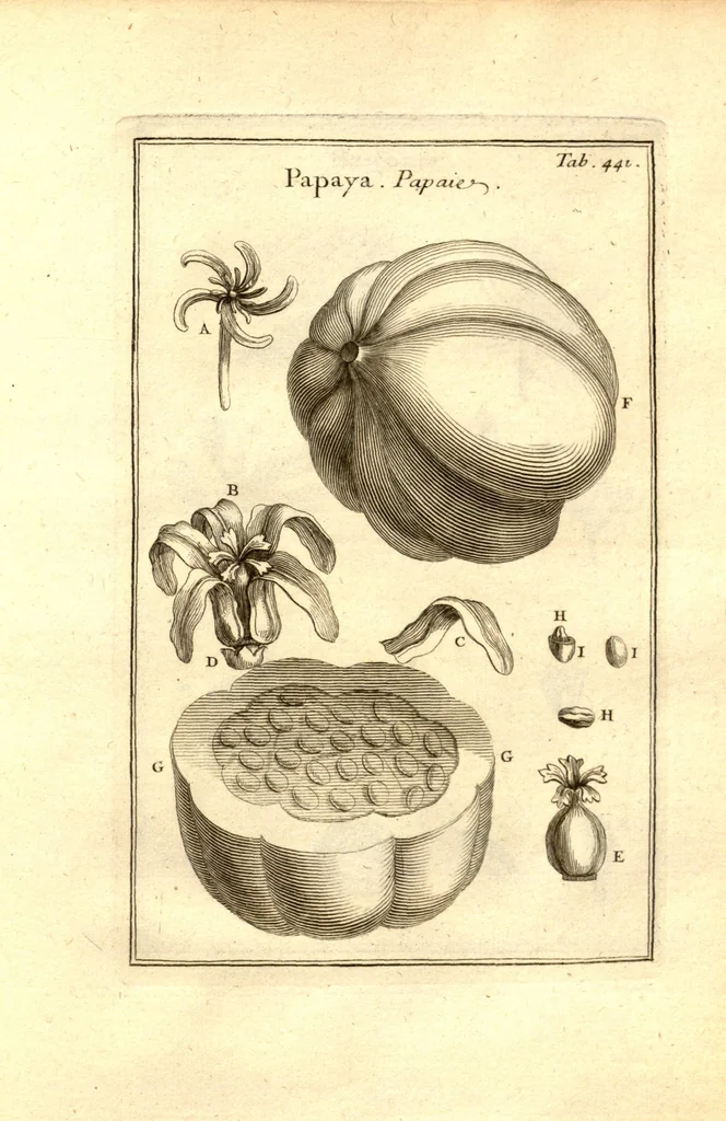 An illustration from Josephi Pitton Tournefort ... Institutiones rei herbaria., 1700, leaf 192