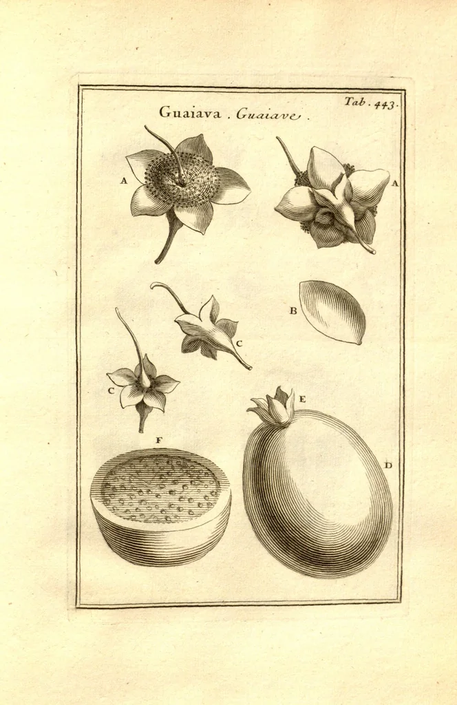 An illustration from Josephi Pitton Tournefort ... Institutiones rei herbaria., 1700, leaf 194