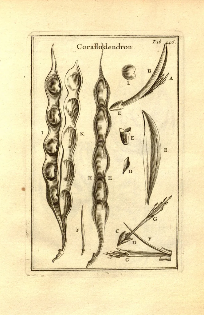 An illustration from Josephi Pitton Tournefort ... Institutiones rei herbaria., 1700, leaf 197